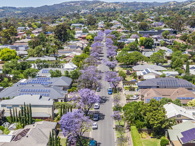 Aerial view of purple Jacaranda street trees blooming along both sides of a street in Adelaide's Eastern Suburbs. Adelaide Hills/Mt Lofty Ranges in background